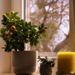 How to Refresh Your Home with Plants: A Beginner’s Guide